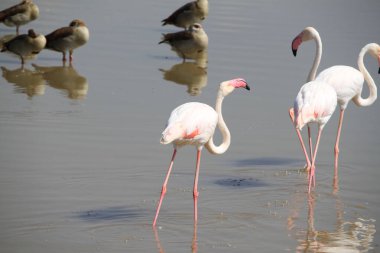 Kenya, Afrika 'daki Amboseli Ulusal Parkı' nda pembe flamingolar.