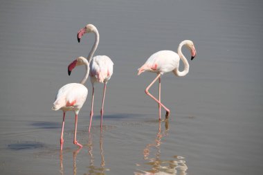 Kenya, Afrika 'daki Amboseli Ulusal Parkı' nda pembe flamingolar.