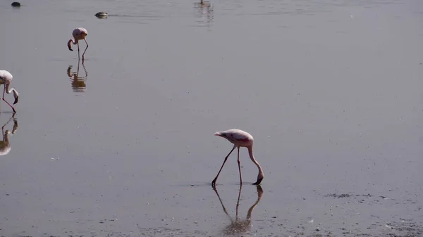 Rosafarbene Flamingos Amboseli Nationalpark Kenia Afrika — Stockfoto