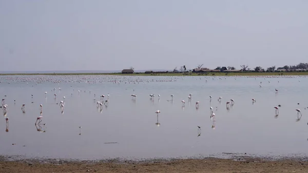 Kenya Afrika Daki Amboseli Ulusal Parkı Nda Pembe Flamingolar — Stok fotoğraf