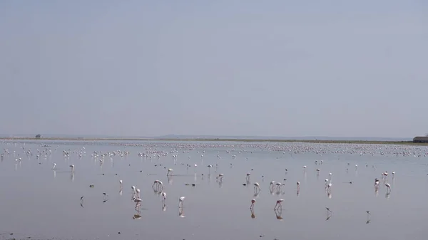 Rózsaszín Flamingók Amboseli Nemzeti Parkban Kenyában Afrikában — Stock Fotó