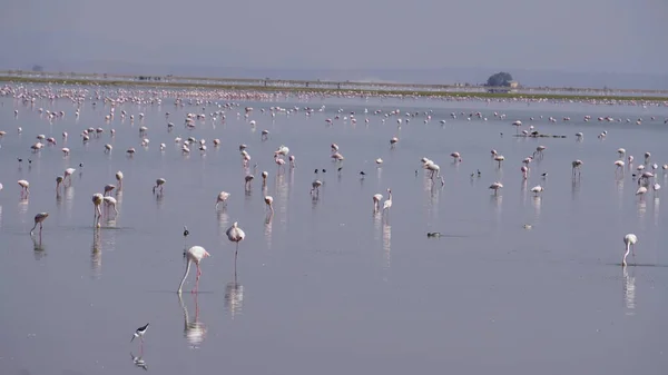 Kenya Afrika Daki Amboseli Ulusal Parkı Nda Pembe Flamingolar — Stok fotoğraf