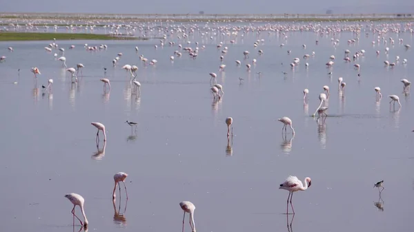 Rosafarbene Flamingos Amboseli Nationalpark Kenia Afrika — Stockfoto