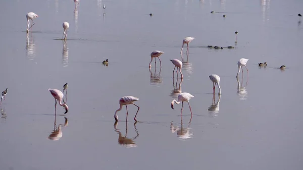 Rosa Flamingos Amboseli Nationalpark Kenya Afrika — Stockfoto