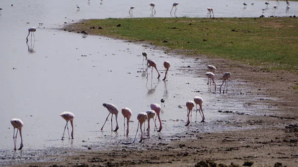 Rosafarbene Flamingos Amboseli Nationalpark Kenia Afrika — Stockfoto