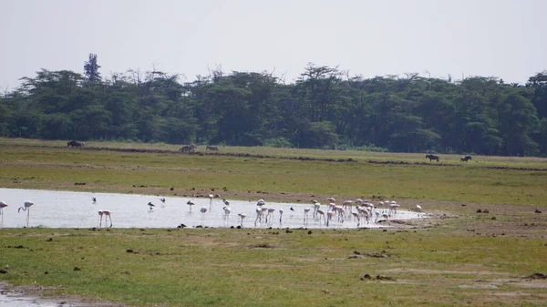 Rózsaszín Flamingók Amboseli Nemzeti Parkban Kenyában Afrikában — Stock Fotó