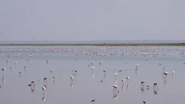 Rózsaszín Flamingók Amboseli Nemzeti Parkban Kenyában Afrikában — Stock Fotó