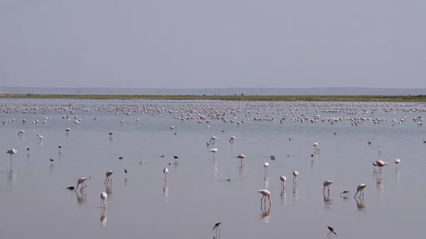 Rosafarbene Flamingos Amboseli Nationalpark Kenia Afrika — Stockfoto