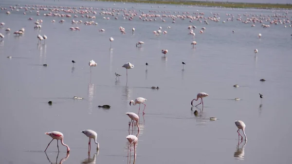 Kenya Afrika Daki Amboseli Ulusal Parkı Nda Pembe Flamingolar — Stok fotoğraf