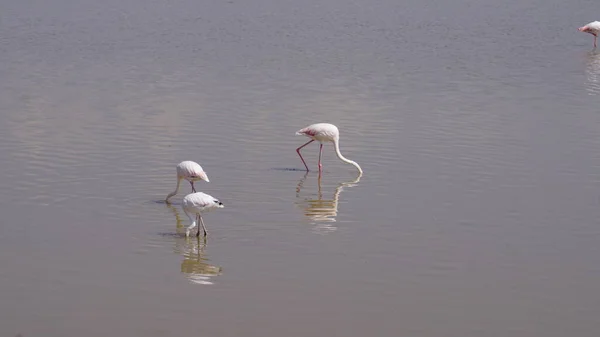 Pink Flamingoer Amboseli National Park Kenya Afrika - Stock-foto