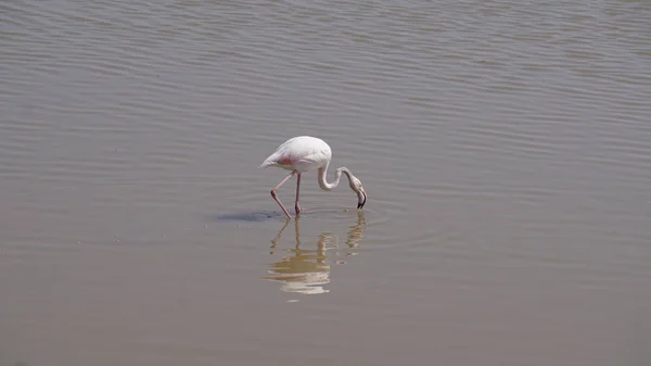 Kenya Afrika Daki Amboseli Ulusal Parkı Nda Pembe Flamingolar — Stok fotoğraf