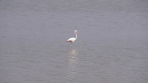 Rosa Flamingos Amboseli Nationalpark Kenya Afrika — Stockfoto