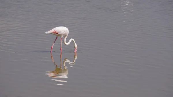 Kenya Afrika Daki Amboseli Ulusal Parkı Nda Pembe Flamingolar — Stok fotoğraf