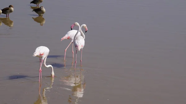 Rosa Flamingos Amboseli Nationalpark Kenya Afrika — Stockfoto