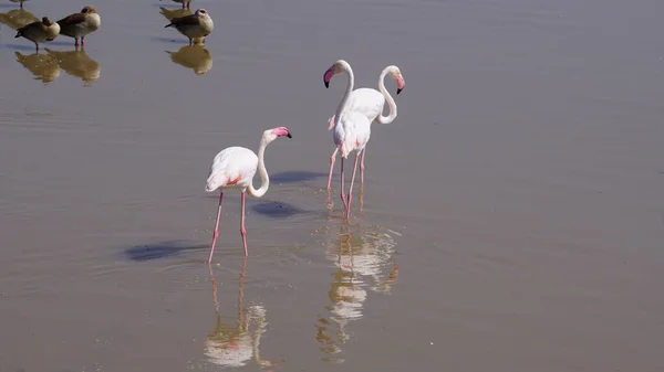 Rosa Flamingos Amboseli Nationalpark Kenya Afrika — Stockfoto