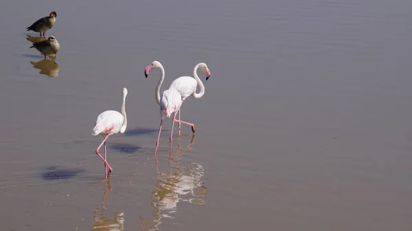 ケニアのアンボゼリ国立公園のピンクフラミンゴ — ストック写真