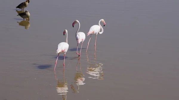 Flingos Cor Rosa Parque Nacional Amboseli Quênia África — Fotografia de Stock