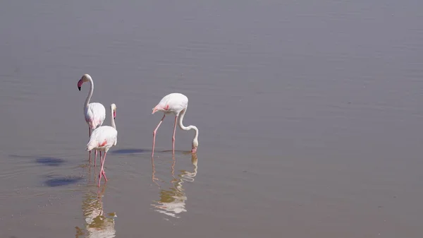 Pink Flamingoer Amboseli National Park Kenya Afrika - Stock-foto