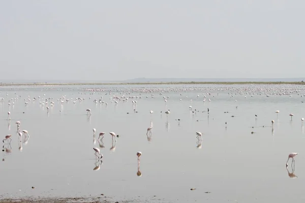 Kenya Afrika Daki Amboseli Ulusal Parkı Nda Pembe Flamingolar — Stok fotoğraf