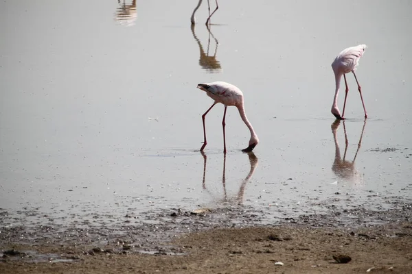 Kenya Afrika Daki Amboseli Ulusal Parkı Nda Pembe Flamingolar — Stok fotoğraf