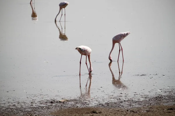 Flingos Cor Rosa Parque Nacional Amboseli Quênia África — Fotografia de Stock