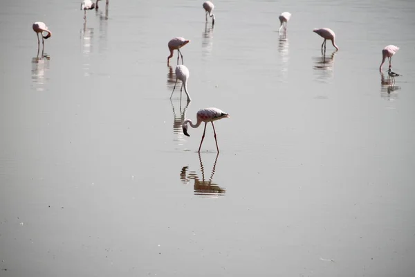 Kenya Afrika Daki Amboseli Ulusal Parkı Nda Pembe Flamingolar — Stok fotoğraf