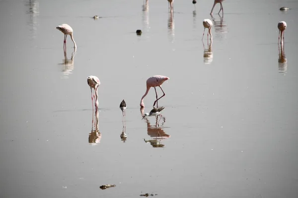 Pink Flamingoer Amboseli National Park Kenya Afrika - Stock-foto