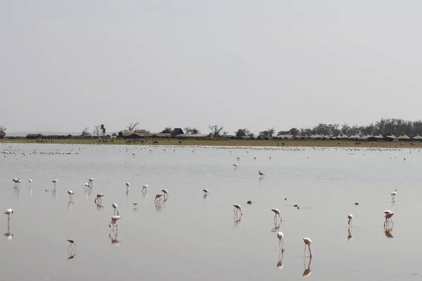 Rosa Flamingos Amboseli Nationalpark Kenya Afrika — Stockfoto