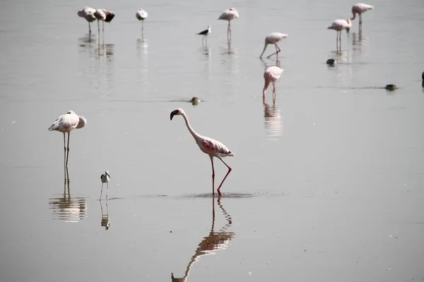 Kenya Afrika Daki Amboseli Ulusal Parkı Nda Pembe Flamingolar — Stok fotoğraf