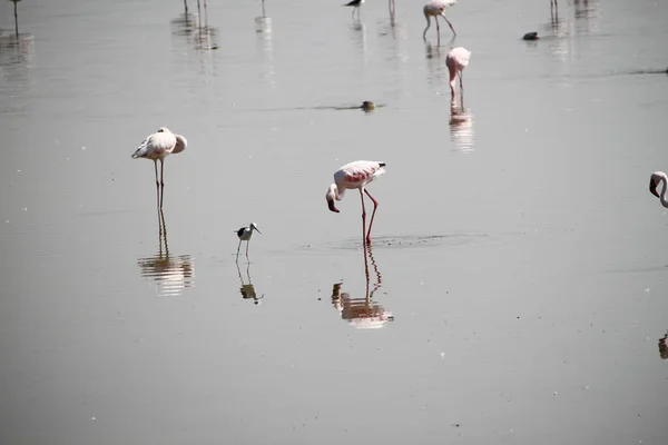 Kenya Afrika Daki Amboseli Ulusal Parkı Nda Pembe Flamingolar — Stok fotoğraf