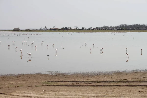 Rosafarbene Flamingos Amboseli Nationalpark Kenia Afrika — Stockfoto