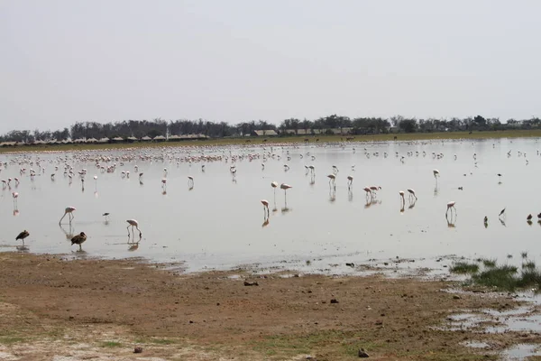 Rózsaszín Flamingók Amboseli Nemzeti Parkban Kenyában Afrikában — Stock Fotó