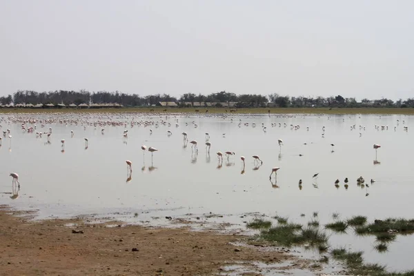 Rózsaszín Flamingók Amboseli Nemzeti Parkban Kenyában Afrikában — Stock Fotó