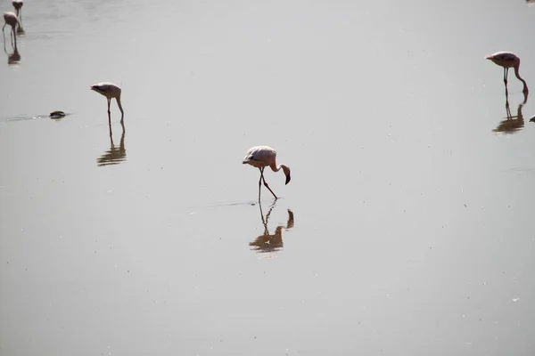 Różowe Flamingi Parku Narodowym Amboseli Kenii Afryka — Zdjęcie stockowe