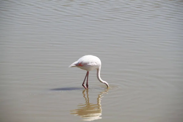 Flingos Cor Rosa Parque Nacional Amboseli Quênia África — Fotografia de Stock