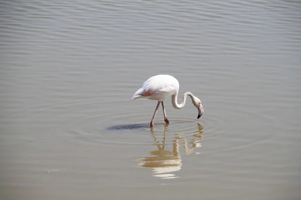 Kenya Afrika Daki Amboseli Ulusal Parkı Nda Pembe Flamingolar — Stok fotoğraf