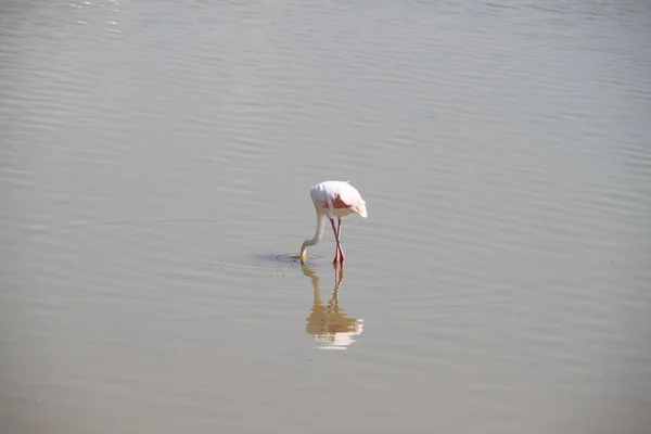 Flingos Cor Rosa Parque Nacional Amboseli Quênia África — Fotografia de Stock