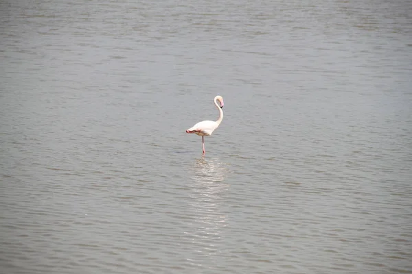 Pink Flamingos Amboseli National Park Kenya Africa — Stock Photo, Image