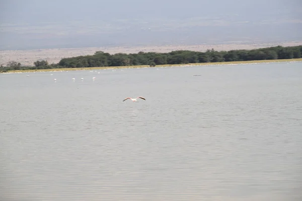 肯尼亚安博塞利国家公园的粉红火烈鸟 — 图库照片