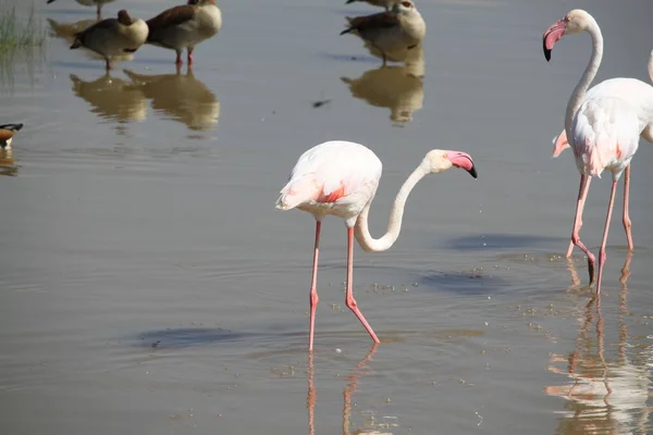 Kenya Afrika Daki Amboseli Ulusal Parkı Nda Pembe Flamingolar — Stok fotoğraf