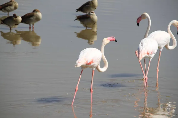 ケニアのアンボゼリ国立公園のピンクフラミンゴ — ストック写真