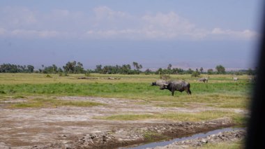 Afrika, Kenya 'daki Amboseli Milli Parkı' nda bizonlar