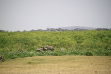 Afrika, Kenya 'daki Amboseli Milli Parkı' nda bizonlar