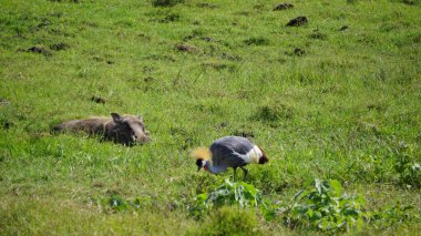 Afrika, Kenya 'daki Amboseli Milli Parkı' nda taçlandırılmış vinç