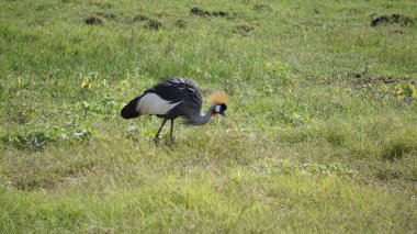 Afrika, Kenya 'daki Amboseli Milli Parkı' nda taçlandırılmış vinç