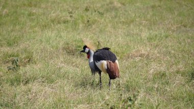 Afrika, Kenya 'daki Amboseli Milli Parkı' nda taçlandırılmış vinç