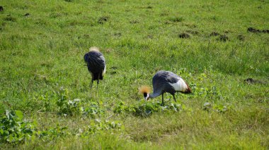 Afrika, Kenya 'daki Amboseli Milli Parkı' nda taçlandırılmış vinç
