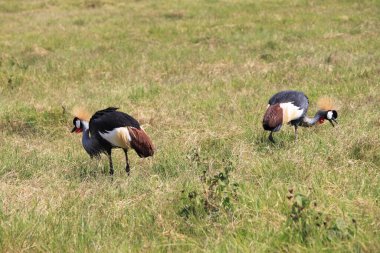 Afrika, Kenya 'daki Amboseli Milli Parkı' nda taçlandırılmış vinç