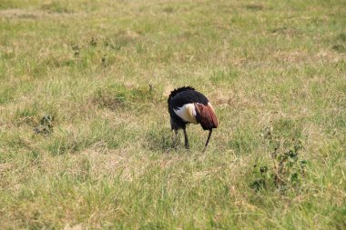 Afrika, Kenya 'daki Amboseli Milli Parkı' nda taçlandırılmış vinç
