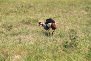 Afrika, Kenya 'daki Amboseli Milli Parkı' nda taçlandırılmış vinç